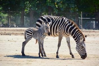 Tour de Safari, Guanacaste, Costa Rica photo